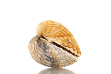 Two sea shells, close-up, isolated on white.