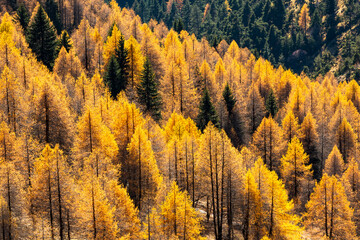 Mélèzes de l'Authion