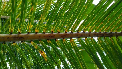 coconut tree leaves