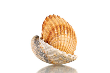 Two sea shells, close-up, isolated on white.