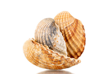 Three sea shells, close-up, isolated on white.
