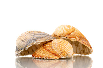 Three sea shells, close-up, isolated on white.