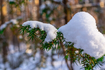 Winter landscape with bow down pine or juniper tree branch covered with a lot of snow in deep wild forest in sunny winter day