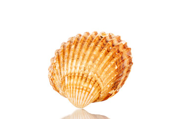 One sea shell, close-up, isolated on white.