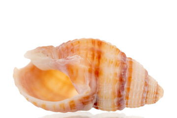 One sea shell, close-up, isolated on white.