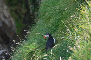 The cute colonies of Atlantic Puffins on Mykines Island in the Faroese mountains
