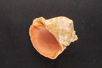 One seashell on a shale stone, close-up, top view.