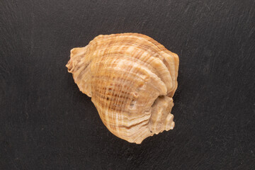 One seashell on a shale stone, close-up, top view.