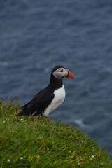 The cute colonies of Atlantic Puffins on Mykines Island in the Faroese mountains