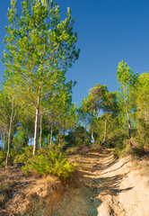 The forest of Lezignan, known as the Pinede, is a beautiful open forest area with excellent, trees and wildlife with many trails to explore