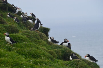 Fototapeta premium The cute colonies of Atlantic Puffins on Mykines Island in the Faroese mountains