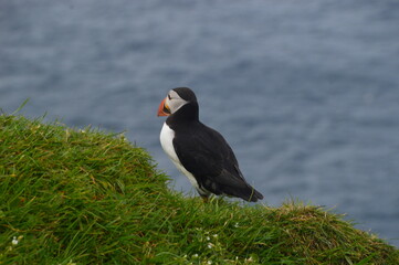 The cute colonies of Atlantic Puffins on Mykines Island in the Faroese mountains