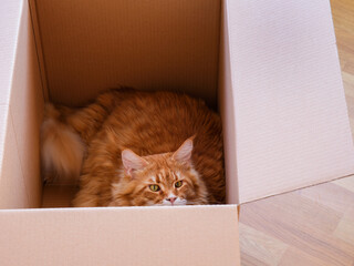 Fototapeta na wymiar A red Maine coon cat looking out of a cardboard box