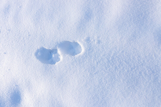 Deep animal or human footprints in snow