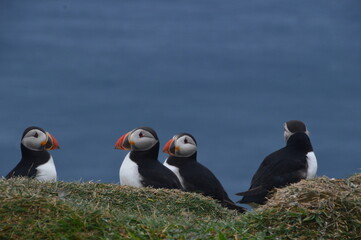 The large colonies of cute Atlantic Puffin birds on Mykines islands on the Faroe Islands