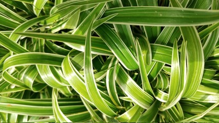 close up of green grass