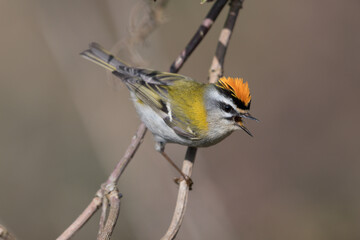 Sommergoldh&auml;hnchen