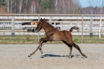 Young pretty arabian horse foal runs and frolics summer background