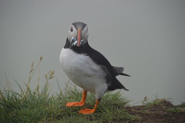 The large colonies of cute Atlantic Puffin birds on Mykines islands on the Faroe Islands