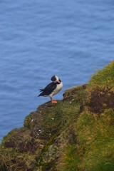 The large colonies of cute Atlantic Puffin birds on Mykines islands on the Faroe Islands