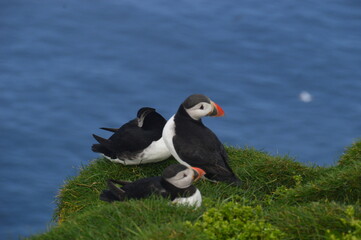 The large colonies of cute Atlantic Puffin birds on Mykines islands on the Faroe Islands