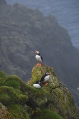 The large colonies of cute Atlantic Puffin birds on Mykines islands on the Faroe Islands