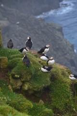 The large colonies of cute Atlantic Puffin birds on Mykines islands on the Faroe Islands