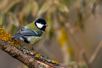 The great tit (Parus major) is a passerine bird in the tit family Paridae.
