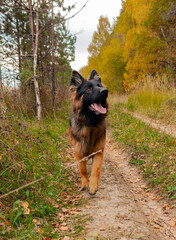 A German Shepherd is lying in a clearing in the forest.
