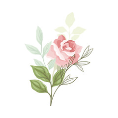 Beautiful Pink Rose Blossom on Stem with Green Leaf as Garden Flora Vector Illustration