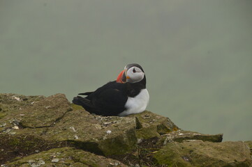 The large colonies of cute Atlantic Puffin birds on Mykines islands on the Faroe Islands