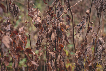 background of brown wilted leaves on young white alder trees in autumn