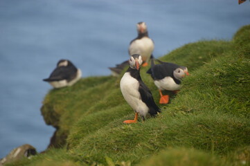 Fototapeta na wymiar The large colonies of cute Atlantic Puffin birds on Mykines islands on the Faroe Islands