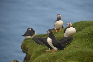 Fototapeta na wymiar The large colonies of cute Atlantic Puffin birds on Mykines islands on the Faroe Islands