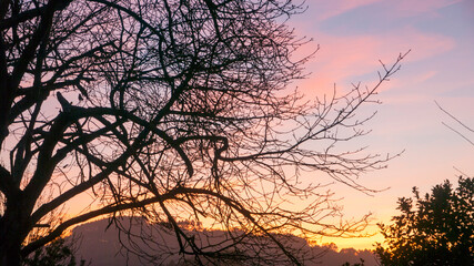 Ramas sin hojas de &aacute;rbol al atardecer en el campo