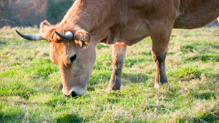 Vaca marrón pastando en pradera de hierba verde