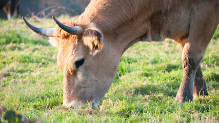 Vaca marrón pastando en pradera de hierba verde