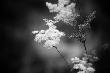 black and white version of meadowsweet flower, dark vignette