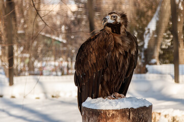 beautiful vultures sit on a stump in the snow