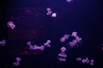 macro of a beautiful jellyfish phyllorhiza punctata