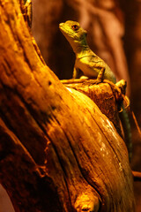 Lizard Basiliscus Plumifrons, green crested basilisk