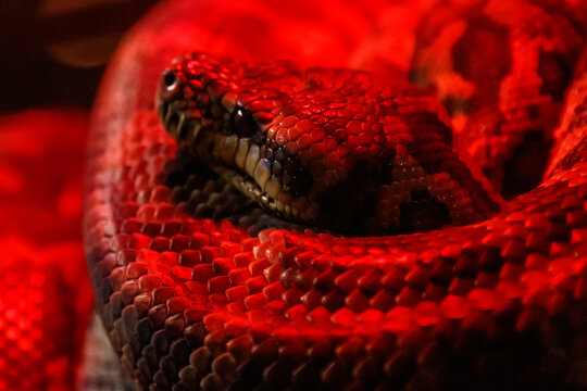 snake coastal carpet python, Morelia spilota mcdowelli