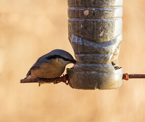 Eurasian nuthatch, sitta europaea bird on feeder with blured background. Winter feeding help for...