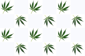 Background of green hemp leaves pattern. Top view
