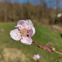 Sakura flowers, pink beautiful peach tree inflorescences. Bright natural background for wallpapers in pink and green bright shades.