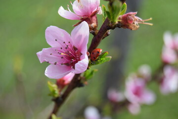 Delicate pink floral background with copy space and blurred background. Branches of peach tree in blooming in garden.  Selective focus