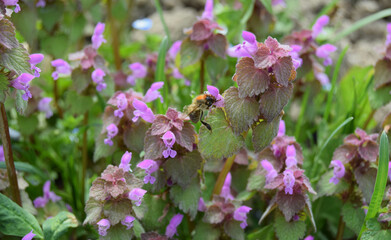 Close up view of a plant with purple flowers known as purple archangel and purple deadnettle in the family Lamiaceae. Selective focus