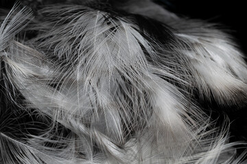 black and white feathers with visible details. background or textura