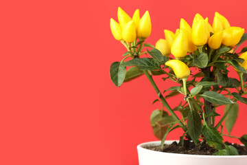 Pepper tree in pot on red background, closeup