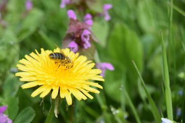 close-up shot of a bee covered with pollen on a bright yellow dandelion flower on green background